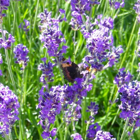 Goscinne Deptulki 民宿