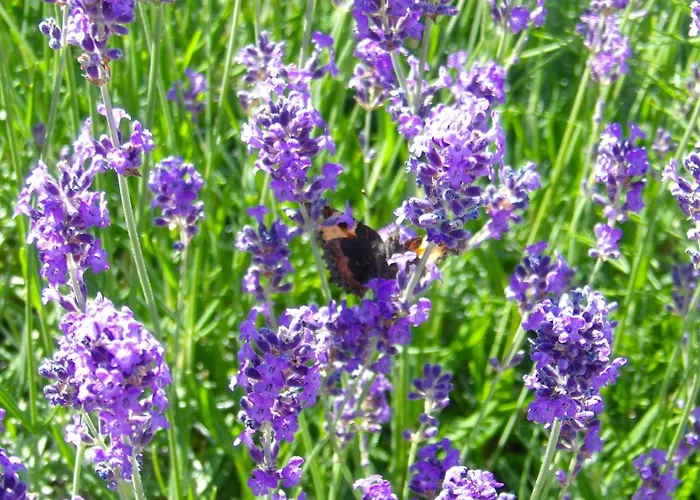 Goscinne Deptulki ホームステイ